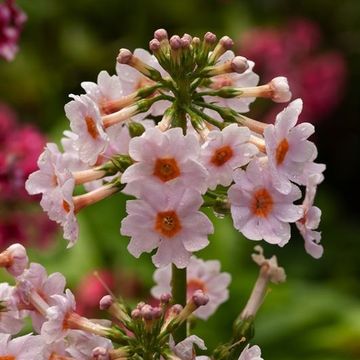 Primula japonica 'Apple Blossom'