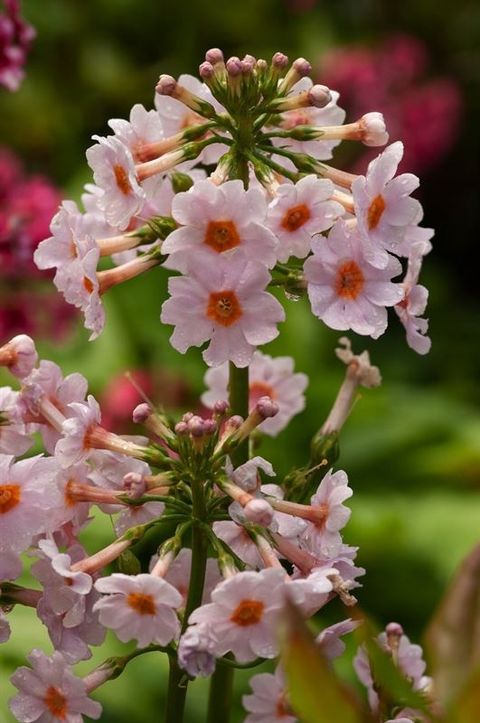 Primula japonica 'Apple Blossom'