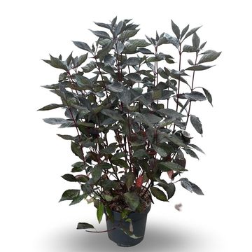 Cornus alba NIGHTFALL