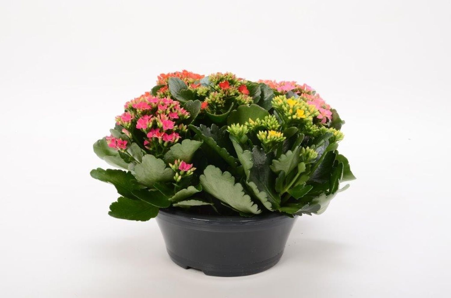 Kalanchoe MIX IN POT — Plant Wholesale FlorAccess