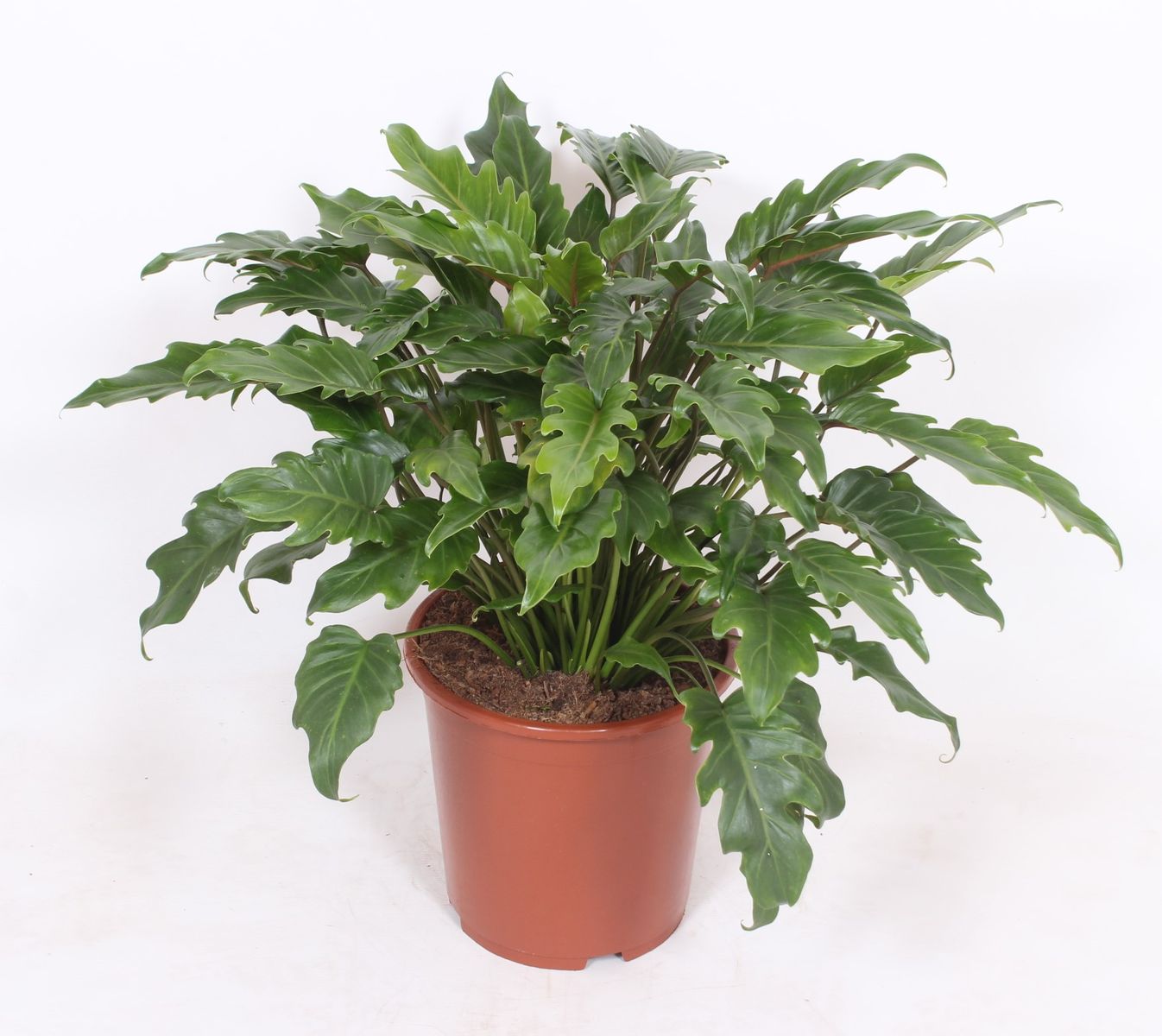 Philodendron xanadu  Pflanzengrohandel FlorAccess