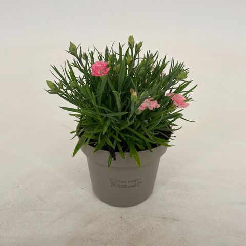 Dianthus DIANTICA SALMON