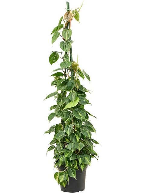 Philodendron scandens 'Brasil'