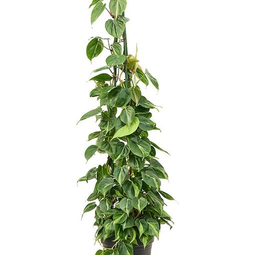 Philodendron scandens 'Brasil'