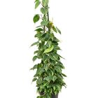 Filodendro scandens 'Brasil'