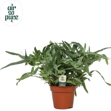 Phlebodium aureum 'Blue Star'
