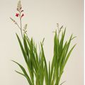 Crocosmia 'Lucifer'