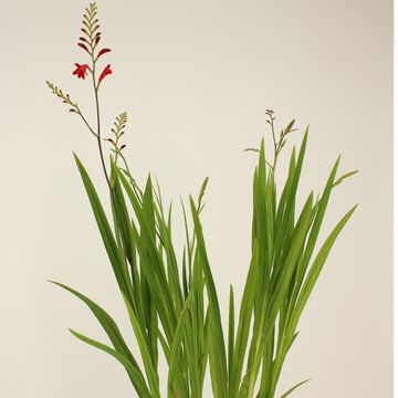 Crocosmia 'Lucifer'