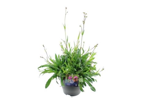 Lychnis flos-cuculi JENNY
