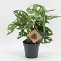 Monstera adansonii