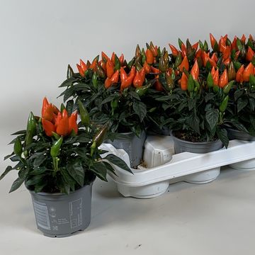 Capsicum annuum 'Salsa Dark Orange'