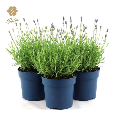 Lavandula angustifolia 'Felice Premium Provence'