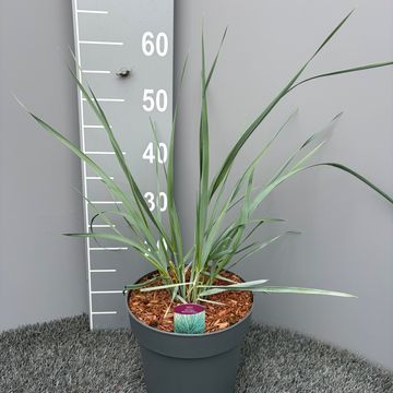Leymus arenarius 'Blue Dune'