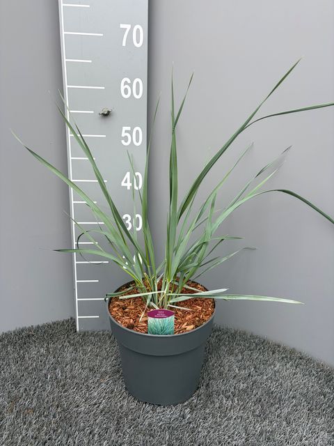 Leymus arenarius 'Blue Dune'