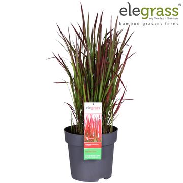 Imperata cylindrica 'Red Baron'