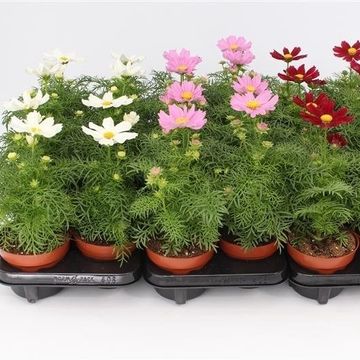 Cosmos bipinnatus SONATA MIX