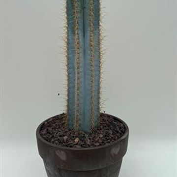 Pilosocereus azureus