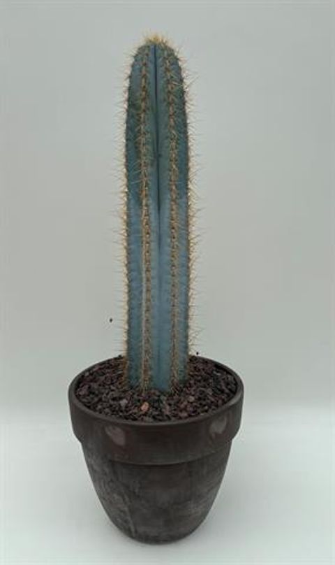 Pilosocereus azureus