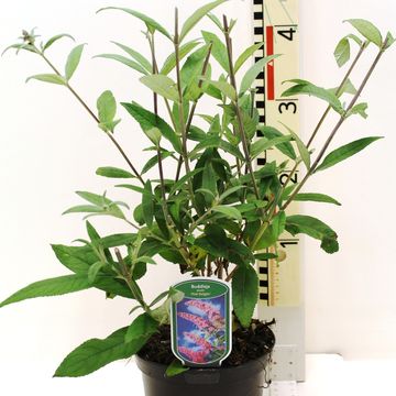 Buddleja davidii 'Pink Delight'