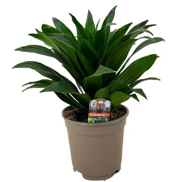 Dracaena fragrans 'Compacta'