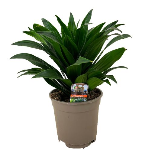 Dracaena fragrans 'Compacta'