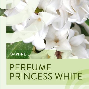 Daphne PERFUME PRINCESS WHITE
