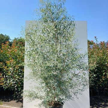 Eucalyptus gunnii FRANCE BLEU