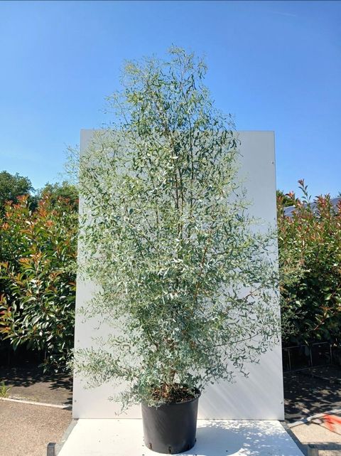 Eucalyptus gunnii FRANCE BLEU