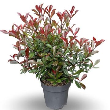 Photinia x fraseri CARRÉ ROUGE