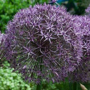 Allium 'Юниверс'