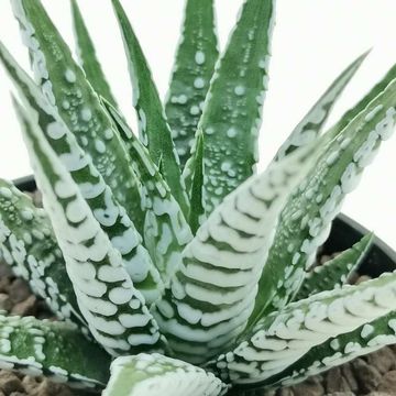 Haworthia fasciata 'Alba'