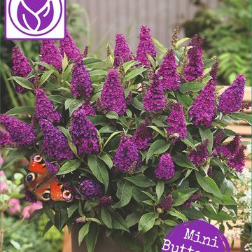Buddleja davidii BUTTERFLY CANDY LITTLE MAGENTA