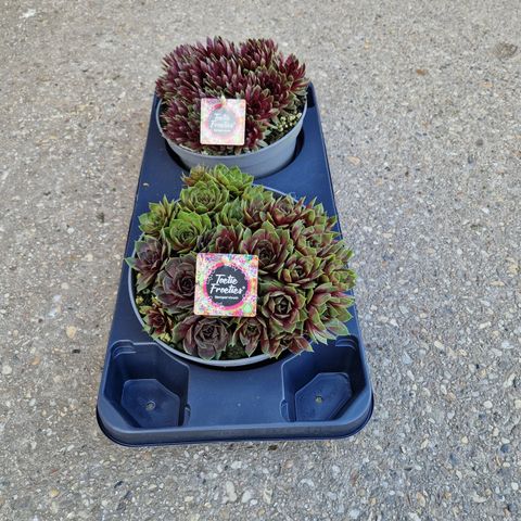 Sempervivum TOETIE FROETIES MIX