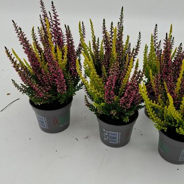 Calluna vulgaris BEAUTY LADIES MIX IN POT