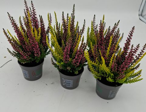Calluna vulgaris BEAUTY LADIES MIX IN POT