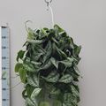 Scindapsus pictus 'Trebie'