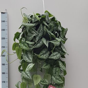 Scindapsus pictus 'Trebie'