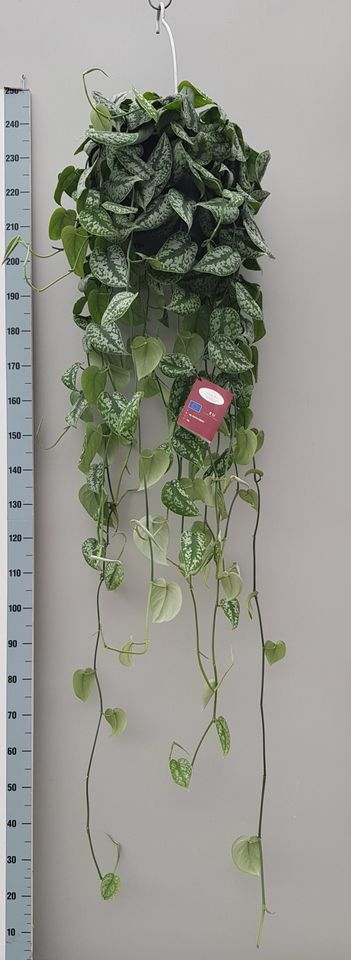 Scindapsus pictus 'Trebie'