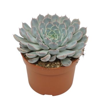 Echeveria cuspidata 'Texensis'