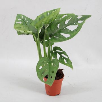 Монстера. obliqua 'Monkey Leaf'