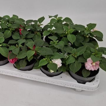 Impatiens GLIMMER DOUBLE MIX