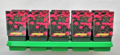 Dianthus caryophyllus 'Peman'