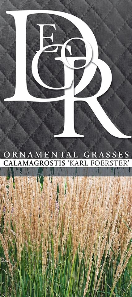 Calamagrostis x acutiflora 'Karl Foerster'