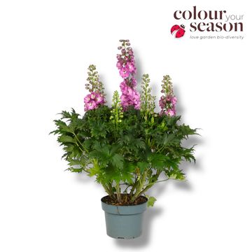 Delphinium DELGENIUS CHANTAY