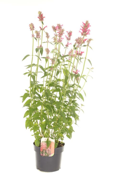 Agastache mexicana ACAPULCO PURPLE