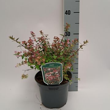 Abelia 'Raspberry Profusion'