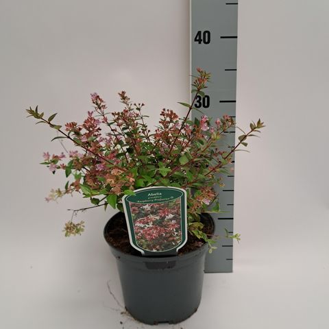 Abelia 'Raspberry Profusion'