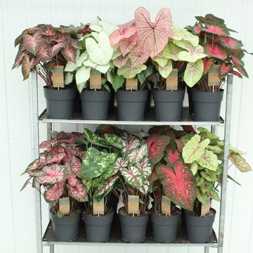 Caladium MIX