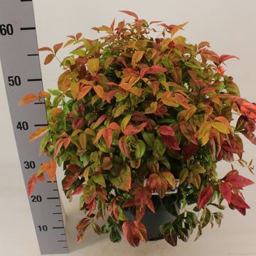 Nandina domestica 'Fire Power'