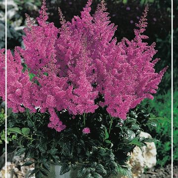 Astilbe chinensis 'Little Vision in Purple'